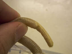 Image of two-legged worm lizards