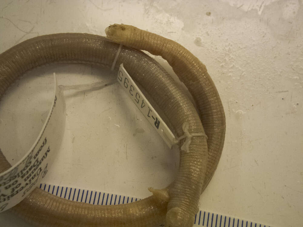 Image of two-legged worm lizards