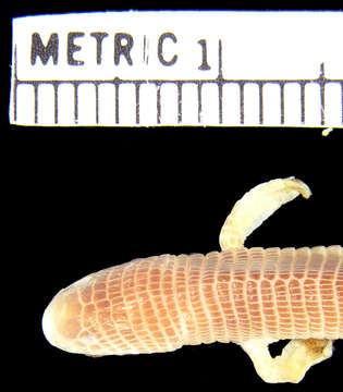 Image of Three-toed Worm Lizard