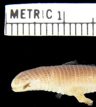 Image of Three-toed Worm Lizard