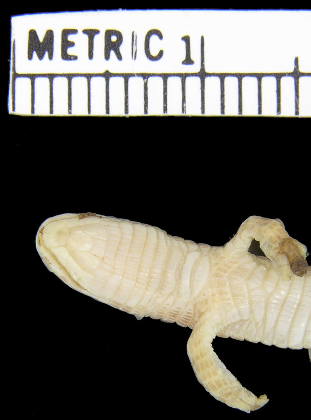 Image of Three-toed Worm Lizard