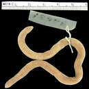 Image of Perico Worm Lizard