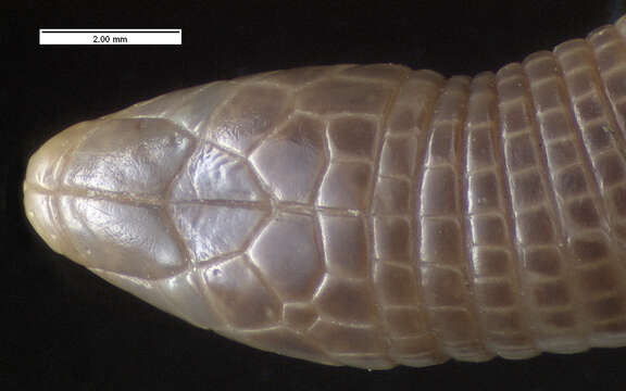 Image of Perico Worm Lizard