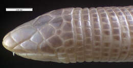 Image of Perico Worm Lizard