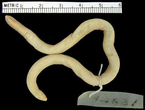 Image of Perico Worm Lizard