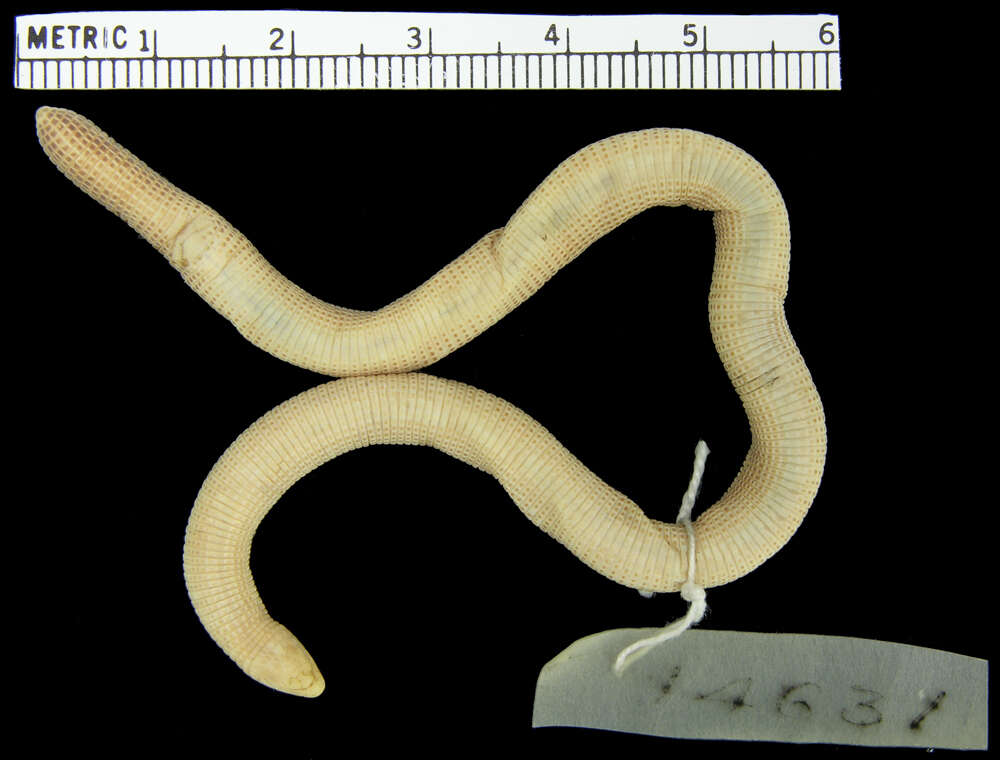 Image of Perico Worm Lizard