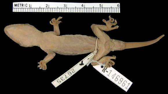 Image of Philippine Gecko