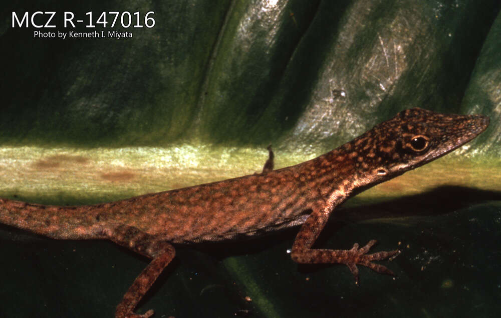 Image of Veronica's  Anole