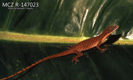 Image of Veronica's  Anole