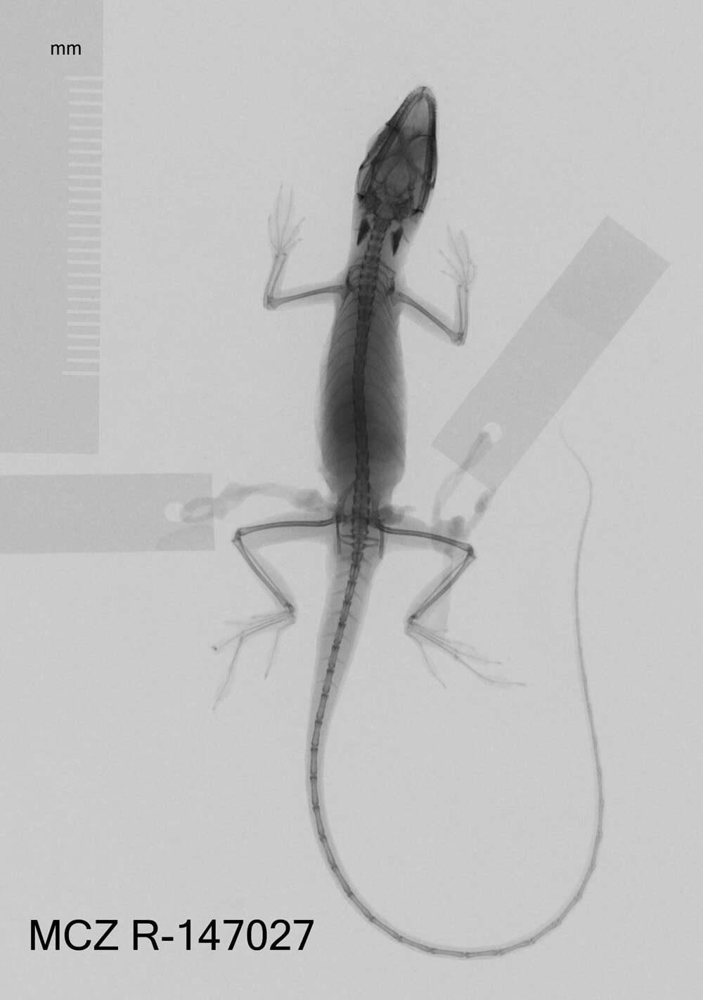 Image of Veronica's  Anole