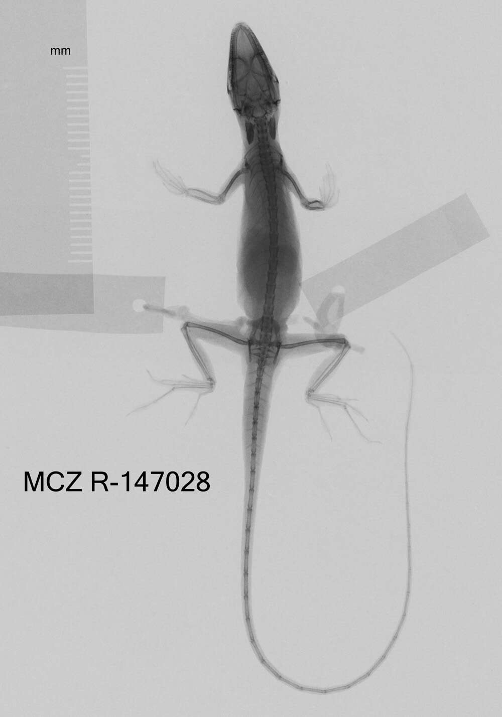 Image of Veronica's  Anole