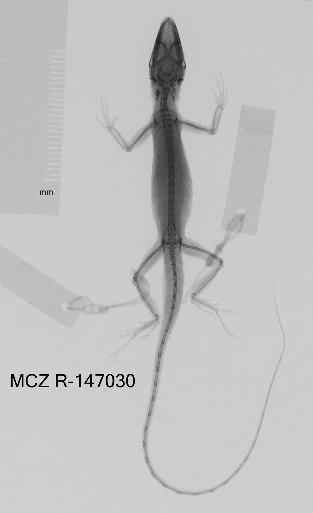 Image of Veronica's  Anole
