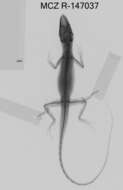 Image of Veronica's  Anole