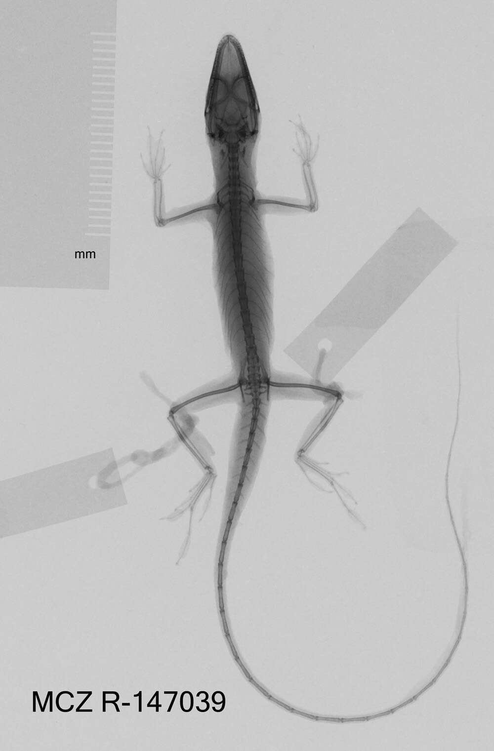 Image of Veronica's  Anole