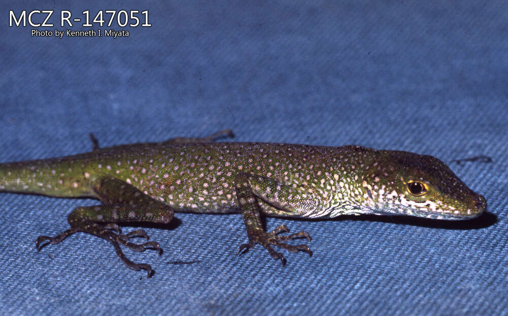 Image of Andes  Anole