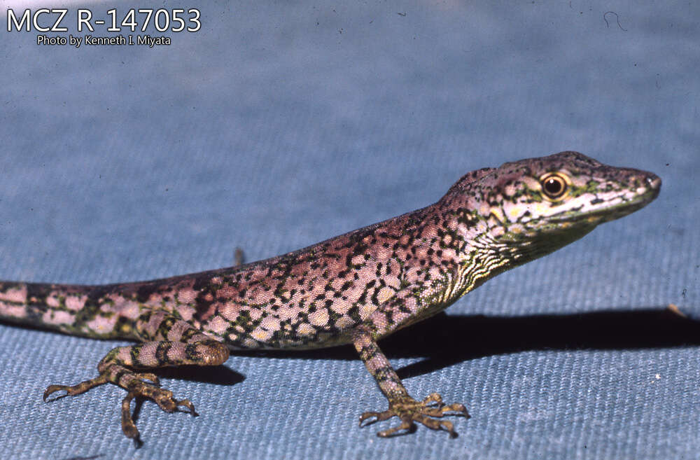 Image of Andes  Anole