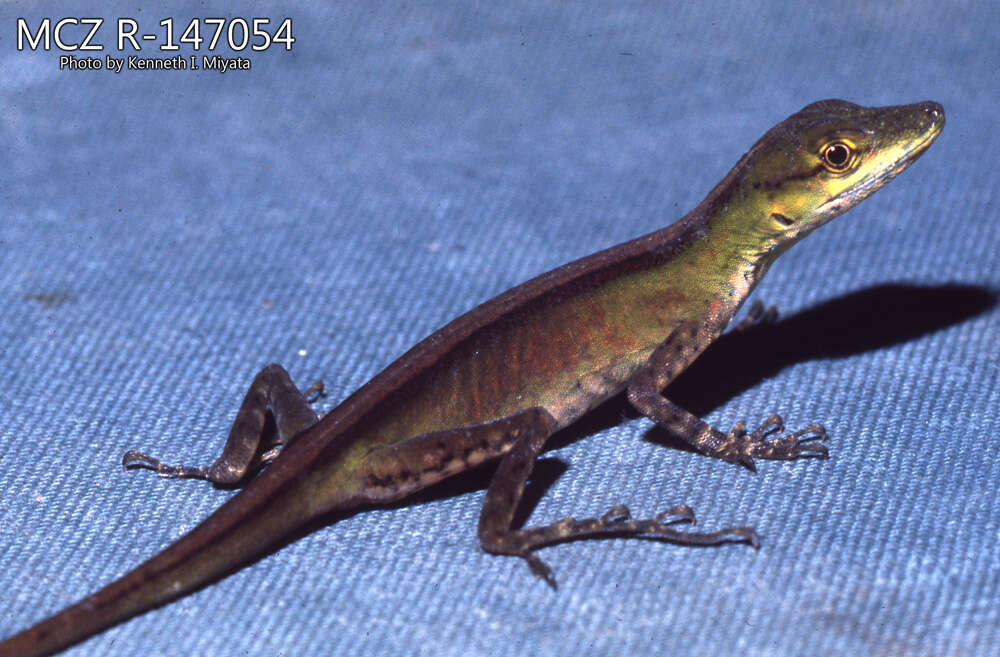 Image of Andes  Anole