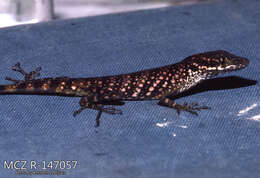 Image of Andes  Anole