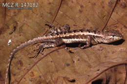 Plancia ëd Microlophus occipitalis (Peters 1871)