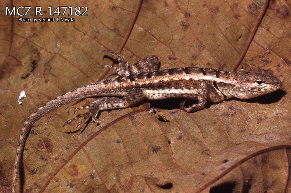 Plancia ëd Microlophus occipitalis (Peters 1871)