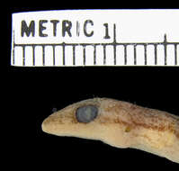 Image of Oriental Scaly-toed  Gecko