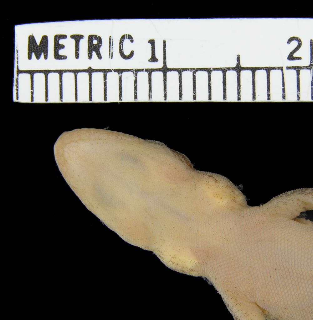 Image of Oriental Scaly-toed  Gecko