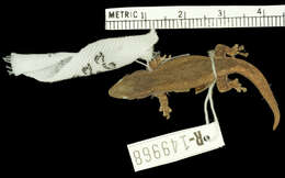Слика од Lygodactylus klugei (Smith, Martin & Swain 1977)