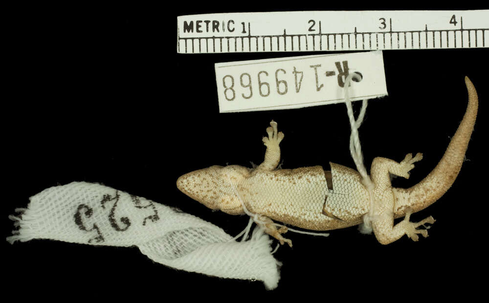 Слика од Lygodactylus klugei (Smith, Martin & Swain 1977)