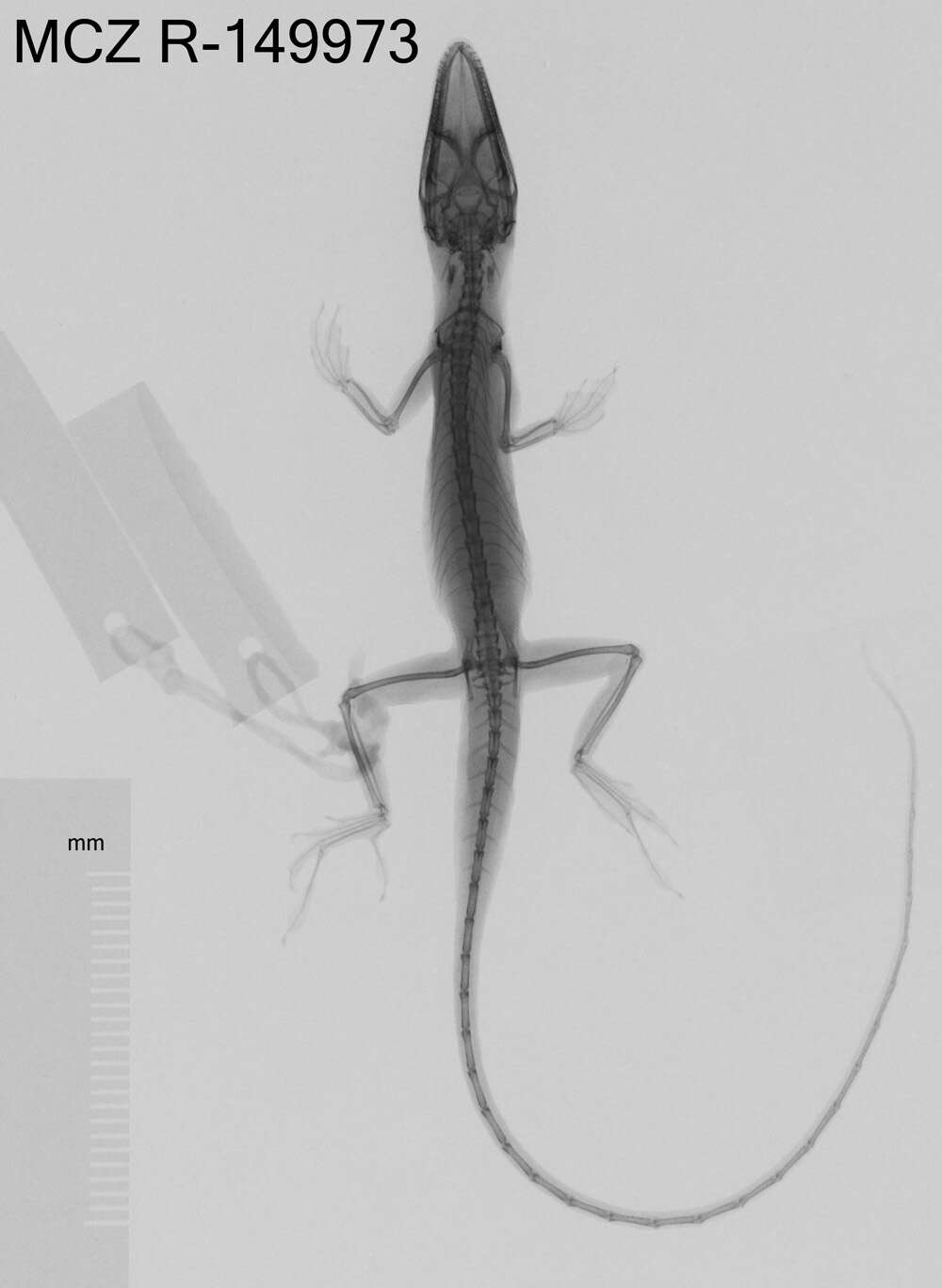 Image of Veronica's  Anole