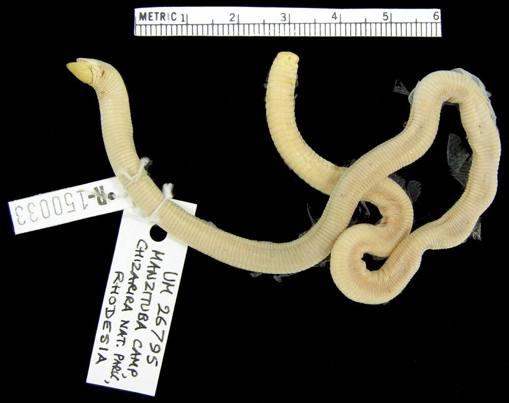Image of Blunt-tailed Worm Lizard