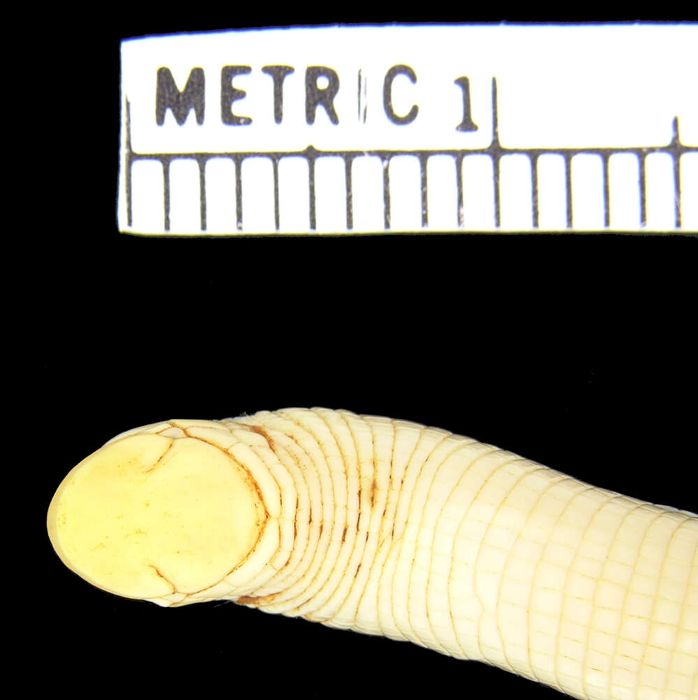 Image of Blunt-tailed Worm Lizard