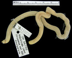 Image of Blunt-tailed Worm Lizard