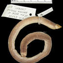 Image of Angolan spade-snouted worm lizard