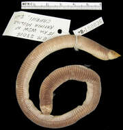 Image of Angolan spade-snouted worm lizard