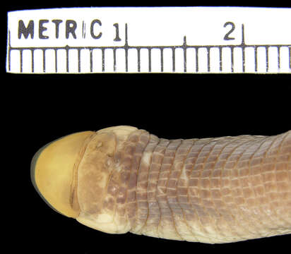 Image of Angolan spade-snouted worm lizard