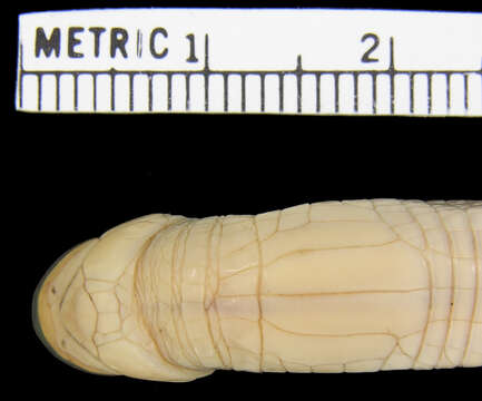 Image of Angolan spade-snouted worm lizard