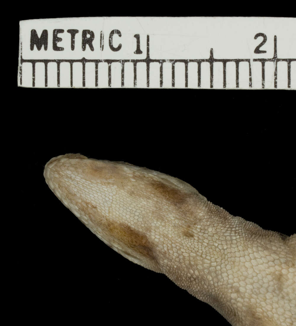 Image of Roof Anole