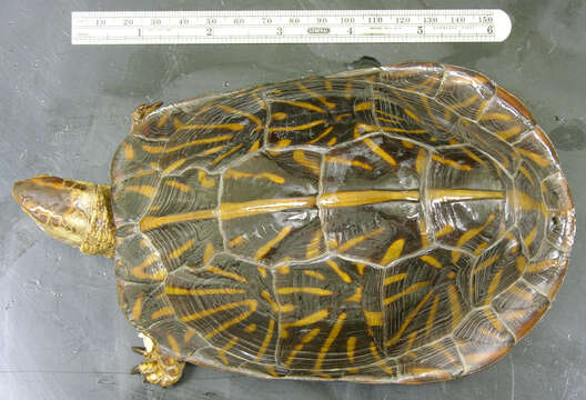 Image of Florida box turtle