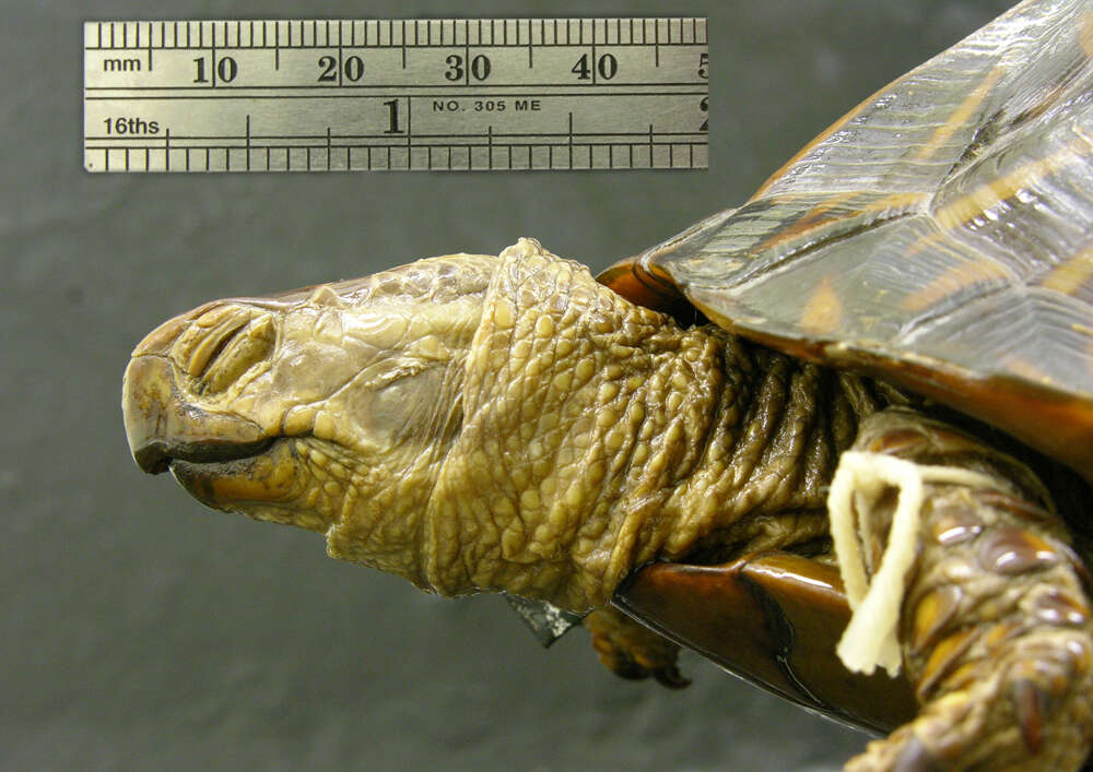 Image of Florida box turtle