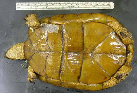 Image of Florida box turtle