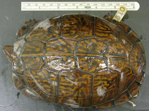 Image of Gulf Coast box turtle