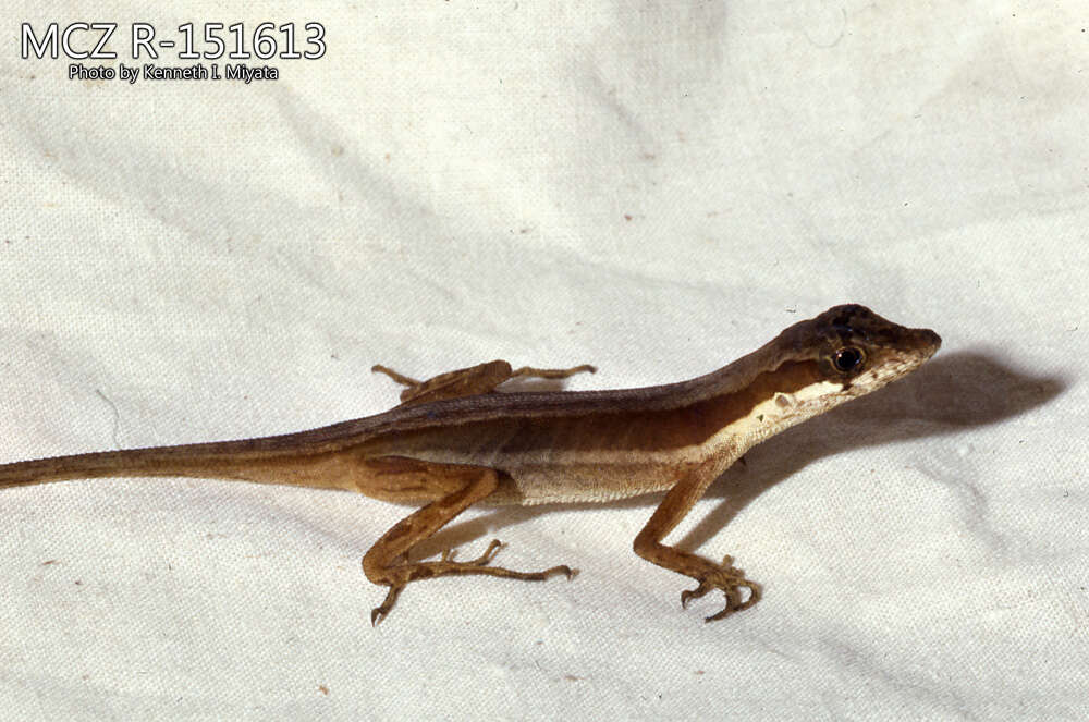 Image of Roof Anole