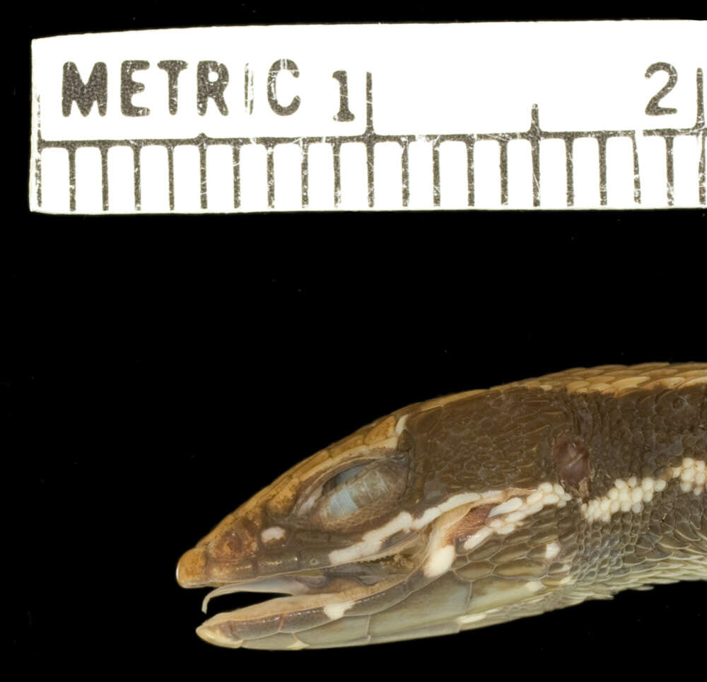 Image of Keel-Bellied Shade Lizard