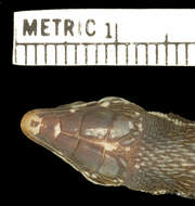 Image of Keel-Bellied Shade Lizard