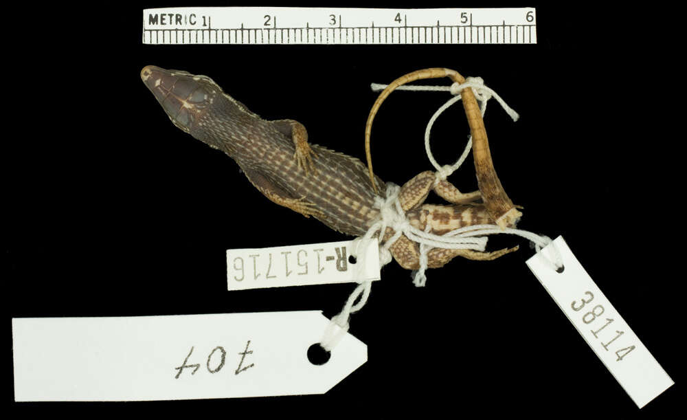 Image of Keel-Bellied Shade Lizard