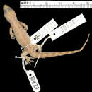 Image of Coastal Leaf-toed Gecko