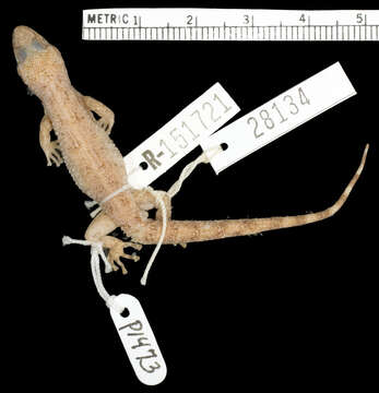 Image of Coastal Leaf-toed Gecko