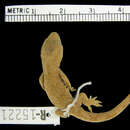 Image of Spotted Sticky-toed Gecko