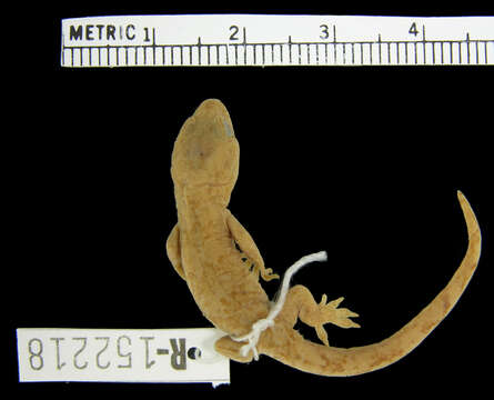 Image of Spotted Sticky-toed Gecko
