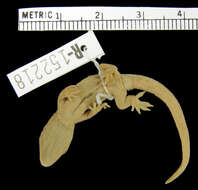 Image of Spotted Sticky-toed Gecko